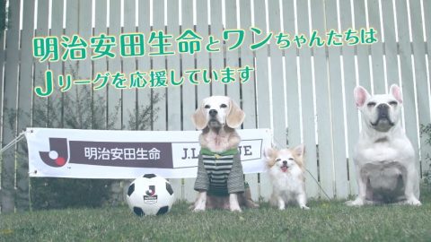 犬 Cm など最新の動画をまとめるサイト 動画now